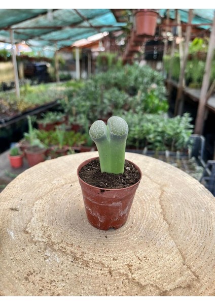 Lithops Taş Kaktüs - Saksı Hediyeli modelleri