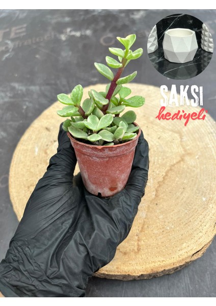 Portulaca Afra Variegata (Alacalı Fil Azığı) Sukulent Bitkisi - Saksı Hediyeli