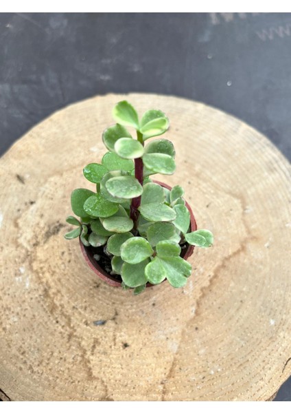 Portulaca Afra Variegata (Alacalı Fil Azığı) Sukulent Bitkisi - Saksı Hediyeli fiyatları