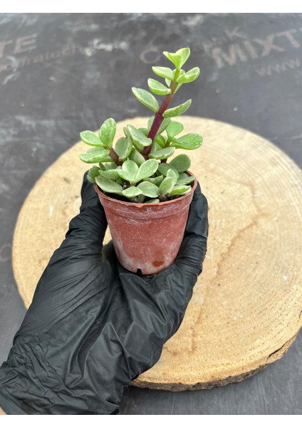 Portulaca Afra Variegata (Alacalı Fil Azığı) Sukulent Bitkisi - Saksı Hediyeli modelleri