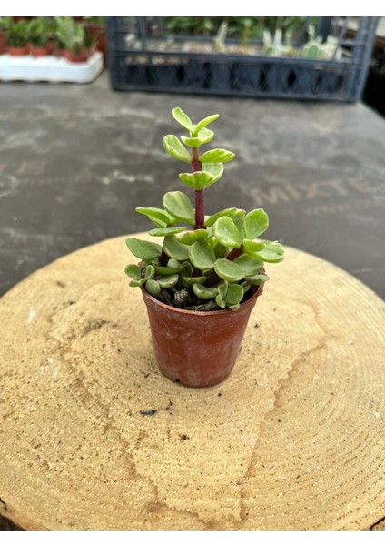 Portulaca Afra Variegata (Alacalı Fil Azığı) Sukulent Bitkisi - Saksı Hediyeli fırsatları