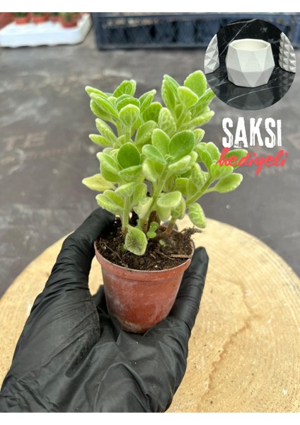 Kokulu Küba Kekiği Plectranthus Amboinicus 5.5 cm Saksıda - Saksı Hediyeli