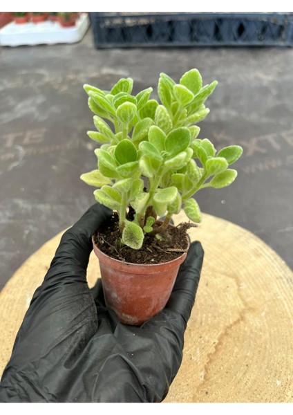 Kokulu Küba Kekiği Plectranthus Amboinicus 5.5 cm Saksıda - Saksı Hediyeli fiyatları