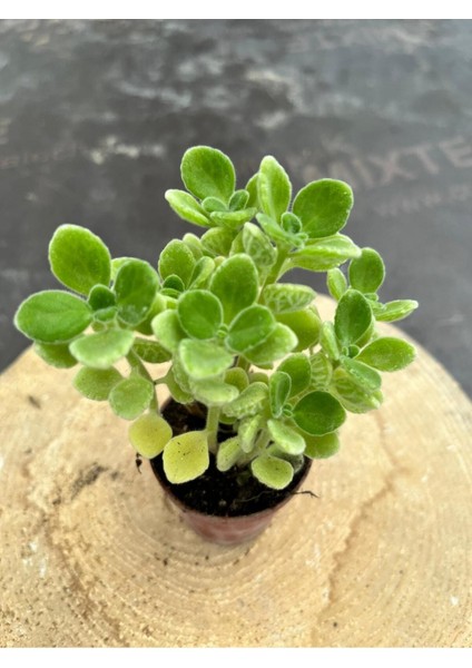 Kokulu Küba Kekiği Plectranthus Amboinicus 5.5 cm Saksıda - Saksı Hediyeli modelleri