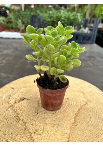 Kokulu Küba Kekiği Plectranthus Amboinicus 5.5 cm Saksıda - Saksı Hediyeli fırsatları