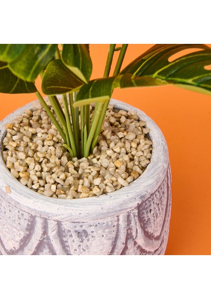 Beyaz Saksıda Deve Tabanı - Renkli - 13X38 cm modelleri