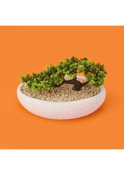 Desenli Elips Saksıda Bonsai - Renkli - 24X33 cm modelleri