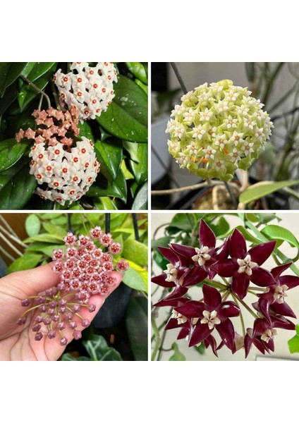3 Adet Hoya (Mum) Fidesi 10 cm