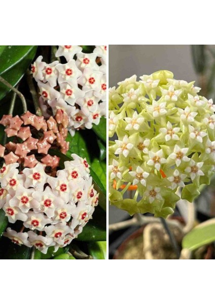 3 Adet Hoya (Mum) Fidesi 10 cm fiyatları