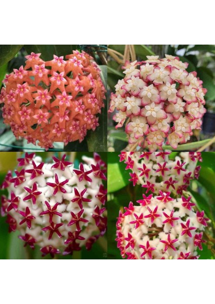 3 Adet Hoya (Mum) Fidesi 10 cm modelleri