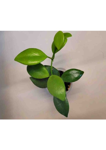 3 Adet Hoya (Mum) Fidesi 10 cm fırsatları