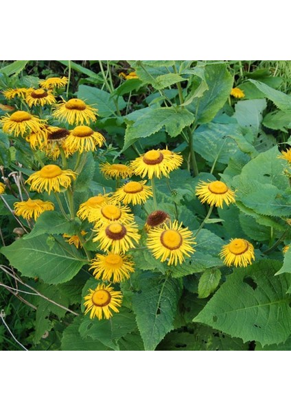 5 Adet Tohum Nadir Sarı Andız Otu Çiçeği Çoban Çantası Tohumu Hediye Tohumludur