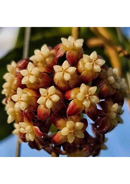 Hoya (Mum) Çiçeği Fidesi 10 cm