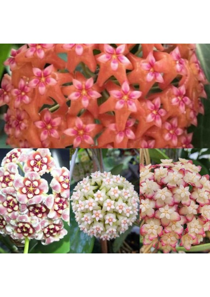 Hoya (Mum) Çiçeği Fidesi 10 cm fiyatları