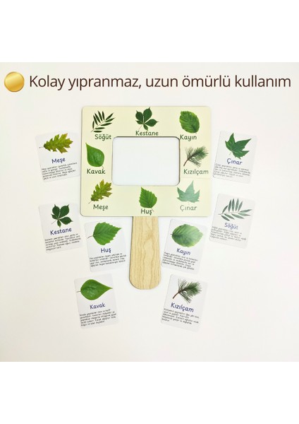 Yaprak Türleri Tanıma Seti – Çocuklar Için Yaprak Öğrenme Aktivitesi | Doğa Gözlem Etkinliği | Çocuklar Için Ahşap Panolu Yaprak Öğrenme Oyunu | Montessori Doğa Etkinliği fırsatları