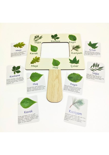 Yaprak Türleri Tanıma Seti – Çocuklar Için Yaprak Öğrenme Aktivitesi | Doğa Gözlem Etkinliği | Çocuklar Için Ahşap Panolu Yaprak Öğrenme Oyunu | Montessori Doğa Etkinliği