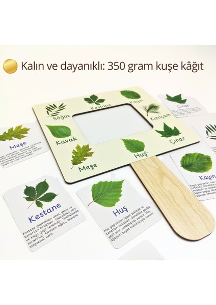 Yaprak Türleri Tanıma Seti – Çocuklar Için Yaprak Öğrenme Aktivitesi | Doğa Gözlem Etkinliği | Çocuklar Için Ahşap Panolu Yaprak Öğrenme Oyunu | Montessori Doğa Etkinliği