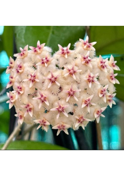 Hoya (Mum) Çiçeği Fidesi 10 cm fırsatları