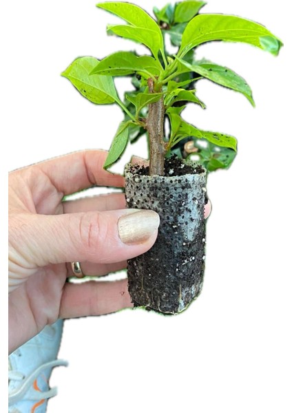 Aşılı Kırmızı Beyaz Begonvil Fidanı Fidesi 19-21CM fiyatları