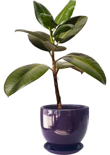 Tabaklı Mor Çömlek Saksı 19X19 cm fiyatları