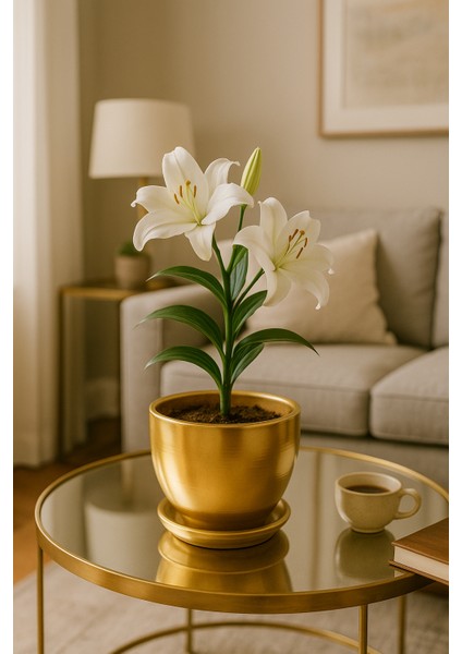 Tabaklı Altın Çömlek Saksı 19X19 cm