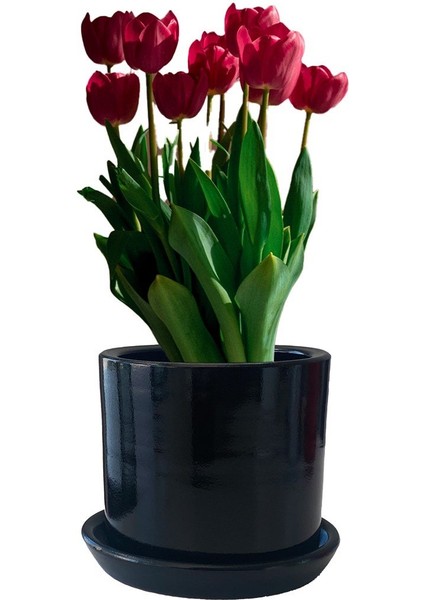 Tabaklı Siyah Silindirik Çömlek Saksı 15X15 cm fiyatları
