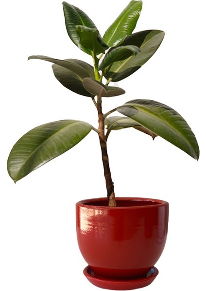 Tabaklı Kırmızı Çömlek Saksı 19X19 cm fiyatları