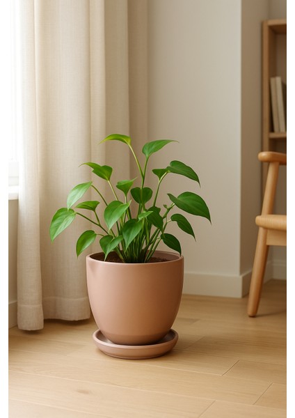 Tabaklı Vizon Çömlek Saksı 19X19 cm