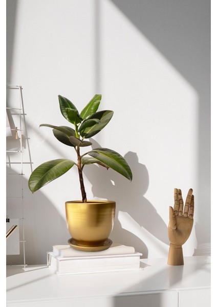 Tabaklı Altın U Çömlek Saksı 16X16 cm