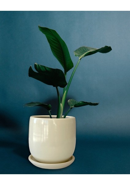 Tabaklı Armut Krem Çömlek Saksı 17X17 cm