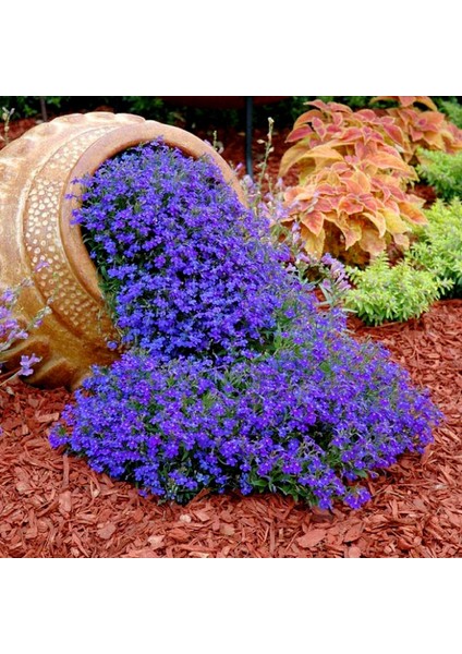 Safir Mavi Sarkan Lobelya Tohumu Lobelia Pendula Çiçek Tohumu