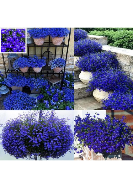 Safir Mavi Sarkan Lobelya Tohumu Lobelia Pendula Çiçek Tohumu fiyatları