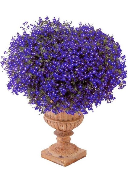 Safir Mavi Sarkan Lobelya Tohumu Lobelia Pendula Çiçek Tohumu modelleri