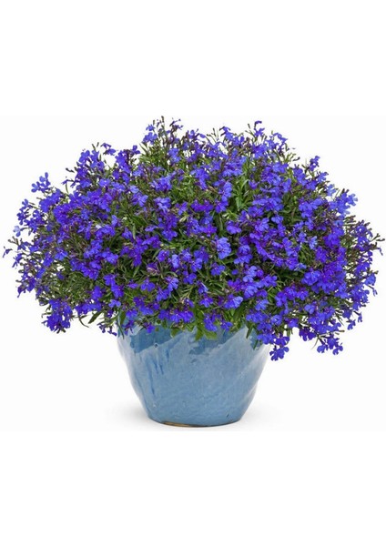 Safir Mavi Sarkan Lobelya Tohumu Lobelia Pendula Çiçek Tohumu fırsatları