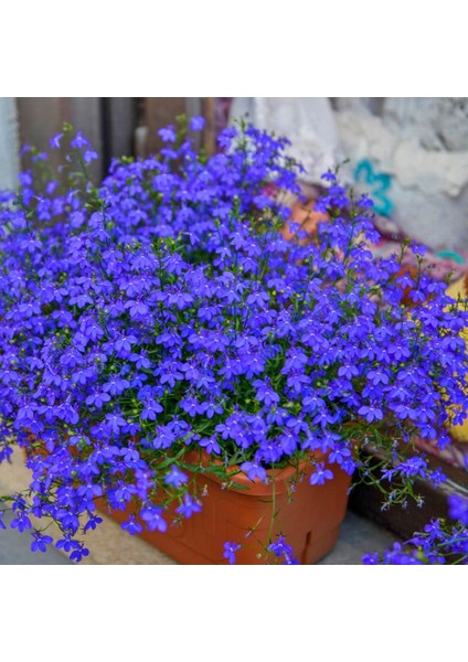 Safir Mavi Sarkan Lobelya Tohumu Lobelia Pendula Çiçek Tohumu indirimleri