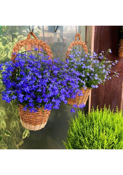 Safir Mavi Sarkan Lobelya Tohumu Lobelia Pendula Çiçek Tohumu
