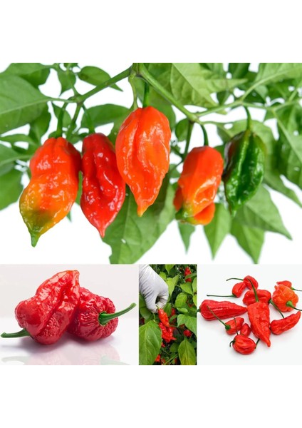 Dünyanın En Acı Biberi Bhut Jolokia Biber Tohumu indirimleri