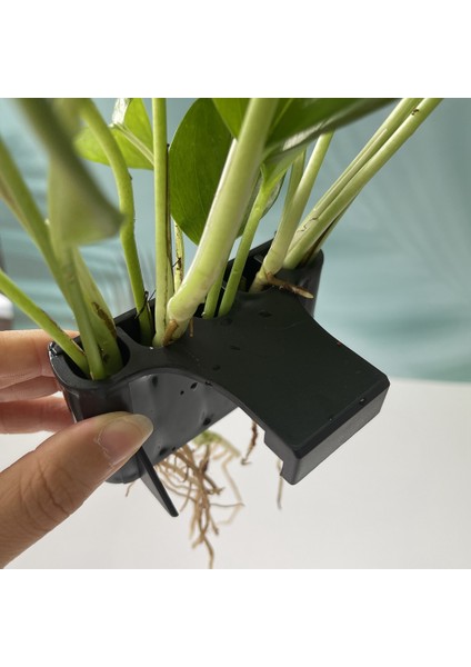 Adet Açık Yüz Gelişen Bitki Tutucu, Akvaryum Asılı Sucul Bitki Tutucu Balık Tankı Süslemeleri Emersed Bitkiler Için, Bir (Yurt Dışından)