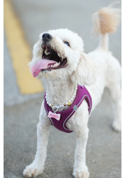 Akıllı Nfc Künye – Papyon Model – Isim Yazılabilir – Kedi & Köpek Için fırsatları