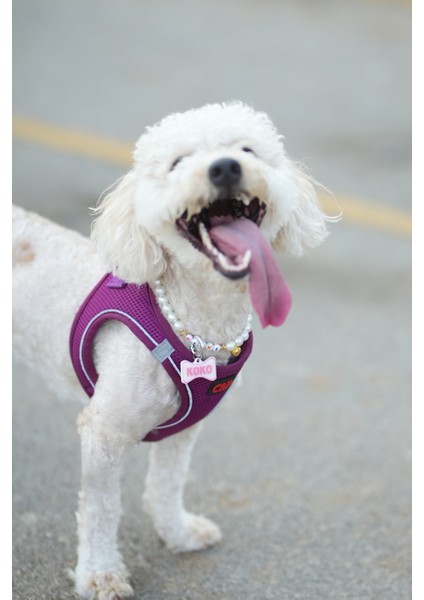 Akıllı Nfc Künye – Papyon Model – Isim Yazılabilir – Kedi & Köpek Için indirimleri