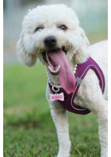 Akıllı Nfc Künye – Papyon Model – Isim Yazılabilir – Kedi & Köpek Için