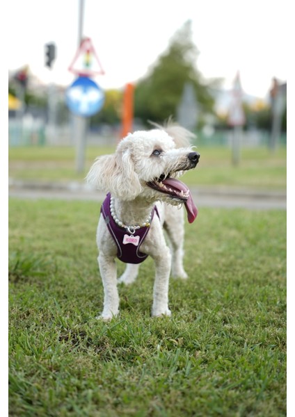 Akıllı Nfc Künye – Papyon Model – Isim Yazılabilir – Kedi & Köpek Için