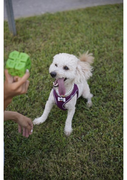 Nfc Akıllı Künye – Kemik Desenli – Isimli Model – Kişiye Özel – Kedi & Köpek fırsatları