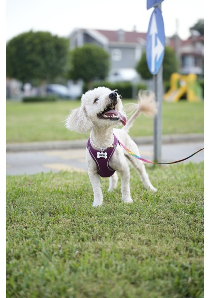 Nfc Akıllı Künye – Kemik Desenli – Isimli Model – Kişiye Özel – Kedi & Köpek