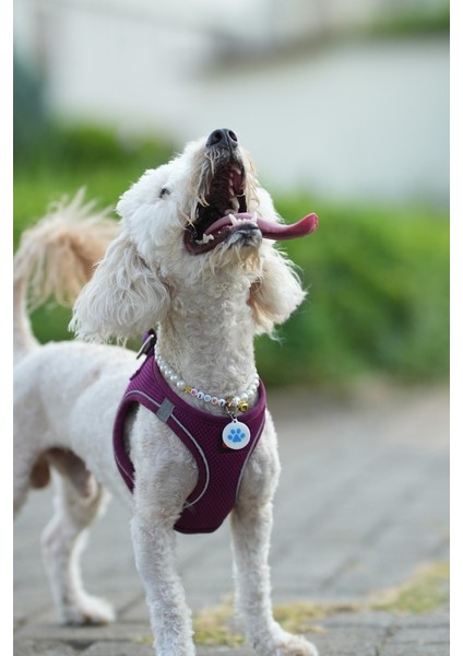 Nfc Akıllı Künye – Yuvarlak Pati Desenli – Kedi & Köpek fırsatları