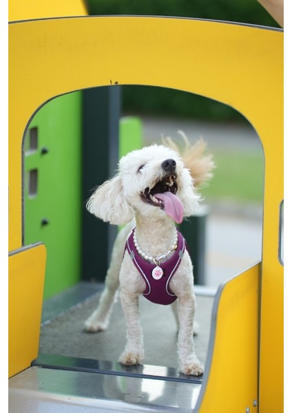 Nfc Akıllı Künye – Yuvarlak Pati Desenli – Kedi & Köpek indirimleri