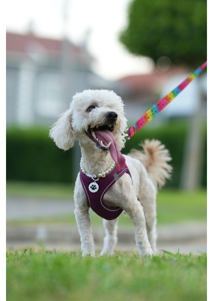 Nfc Akıllı Künye – Yuvarlak Pati Desenli – Kedi & Köpek