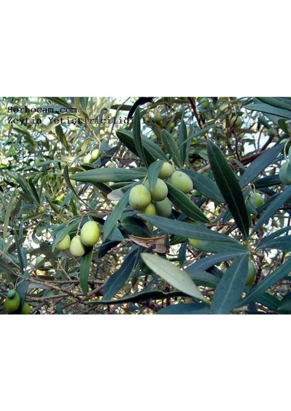 Zeytin Yaprak Gübresi 20 kg fiyatları