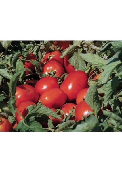 Domates Takviye Sıvı Gübre 20 kg