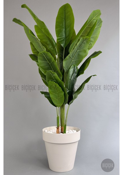 Yapay Ağaç Starliçe Bambu Gövdeli 220CM Büyük Boy Kırıkbeyaz Renk Yalı Saksıda